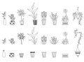 Set of different indoor plants. House of flowers and human hobbies. Botanical set - flowerpots, pots, flowers, leaves