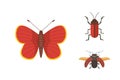 Set of different insects in cartoon style. Butterfly and beetle.