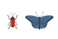 Set of different insects in cartoon style. Butterfly and beetle collection.