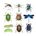 Set of different insects