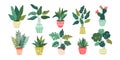 Set of different isolated icons of decorative exotic tropical green houseplants and flowers in colorful pots. Botanical home decor Royalty Free Stock Photo