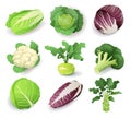 Set with different kinds of cabbage, isolated on white background. Cruciferous vegetables cartoon vector illustration