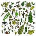 Set of different leaves and branches drawn in the style of children`s drawing fast by hand