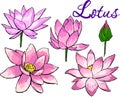 Pink lotuses flowers elements design Royalty Free Stock Photo
