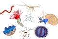 Set of different marine invertebrates animals on white background Royalty Free Stock Photo
