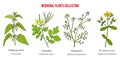 Set of different medicinal plants Royalty Free Stock Photo