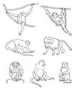 Set of different monkeys in contours - vector illustration