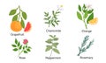 Set of different natural herbs, flowers, fruits. Grapefruit, chamomile, orange, rose, peppermint, rosemary. Vector Royalty Free Stock Photo