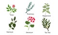 Set of different natural herbs, flowers. Rose, rosemary, peppermint, patchouli, geranium, tea tree.Vector illustration