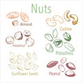 Set of different nuts painted in colored shadows. Vector illustration.