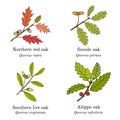 Set of different oak branches