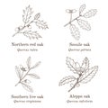 Set of different oak branches