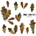 Set of different oak leaves of autumn, watercolor Royalty Free Stock Photo