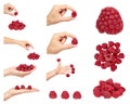 set of different Organic fresh raspberry with hand isolated on a white background Royalty Free Stock Photo