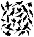 Set of different parrot bird silhouette. Vector illustration parrots isolated