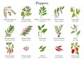 Set of different peppers vector