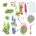 Set of different perennial flowers and garden items. Made in the technique of colored pencils. Hand drawn Royalty Free Stock Photo