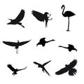 Set of different photographs of birds isolated on Royalty Free Stock Photo