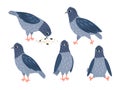 Set of different pigeon poses. Bird pecking seeds vector illustration Royalty Free Stock Photo