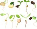 Set of different plant sprouts