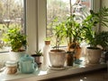 The set of different plants is decorating the kitchen window sill Royalty Free Stock Photo