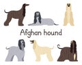 A set of different poses of the Afghan hound breed dog Royalty Free Stock Photo