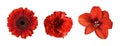 Set of different red flowers (amaryllis, gerbera, carnation) isolated on white background. Top view Royalty Free Stock Photo
