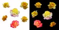 Set of different rose buds isolated on white and black background. Three yellow roses, pink-yellow, orange rose bud. Yellow-lilac Royalty Free Stock Photo