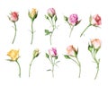 Set of different roses on a white background