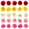 Set of different roses on white background