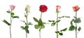 Set of different roses on white. Banner design Royalty Free Stock Photo