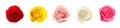 Set of different roses on white background. Banner design Royalty Free Stock Photo