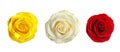 Set of different roses on white background. Banner design Royalty Free Stock Photo