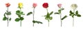 Set of different roses on white background. Banner design Royalty Free Stock Photo