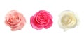 Set of different roses on white background. Banner design Royalty Free Stock Photo