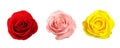 Set of different roses on white background. Banner design Royalty Free Stock Photo