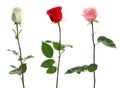 Set of different roses on white background Royalty Free Stock Photo