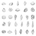 Set with different sea shells. Contour linear illustration for coloring book. Anti stress picture. Line art design for adult or Royalty Free Stock Photo