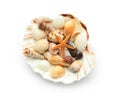 Set of different sea shells on white background Royalty Free Stock Photo