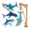 Set of different sharks in vector. Several sharks in motion and different colors and a shark hanging on a hook. Izolated