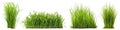 Set of different short vertical piece of green grass cut on a transparent background. Different grass with sprouts, side