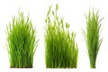 Set of different short vertical piece of green grass cut on a transparent background. Different grass with sprouts, side