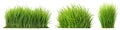 Set of different short vertical piece of green grass cut on a transparent background. Different grass with sprouts, side