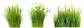 Set of different short vertical piece of green grass cut on a transparent background. Different grass with sprouts, side