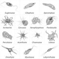 Set of different single-celled eukaryote Protozoas, black and white vector illustration