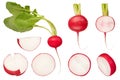 Set of different slices of radish on a white isolated background. Red radish with green tops on a white background. The Royalty Free Stock Photo