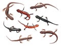 Set of different species of newts isolated on white background. Common newt and Japanese fire belly newt Royalty Free Stock Photo