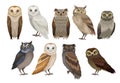 Flat vector set of different species of owls. Wild forest birds. Flying creatures. Elements for ornithology book