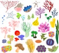 Set of different species of soft corals and marine invertebrates on white background