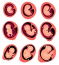 Set of different stage of baby growth internal mother tummy